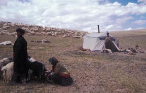 Tibet Herders