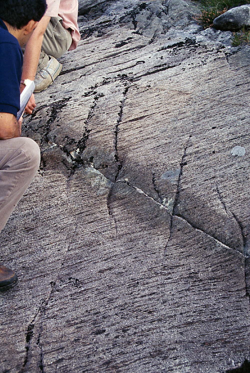 eclogite vein, Holsn�y, Norway